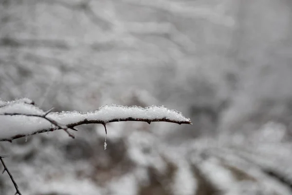 新鮮な雪で覆われた山の中で冬の木 雪に覆われた木々の枝と美しい霧の風景 コーカサスの山岳道路 アゼルバイジャン — ストック写真