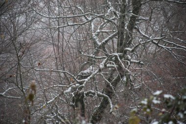 Dağlardaki kış ağaçları taze karla kaplıdır. Ağaç dallarının karla kaplı olduğu güzel bir manzara. Kafkasya 'daki dağ yolunda. Azerbaycan
