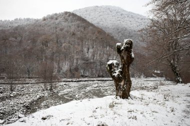 Dağlardaki kış ağaçları taze karla kaplıdır. Ağaç dallarının karla kaplı olduğu güzel bir manzara. Kafkasya 'daki dağ yolunda. Azerbaycan