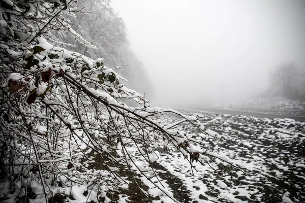 Vinterträd Berg Täckta Med Nysnö Vackert Dimmigt Landskap Med Grenar — Stockfoto
