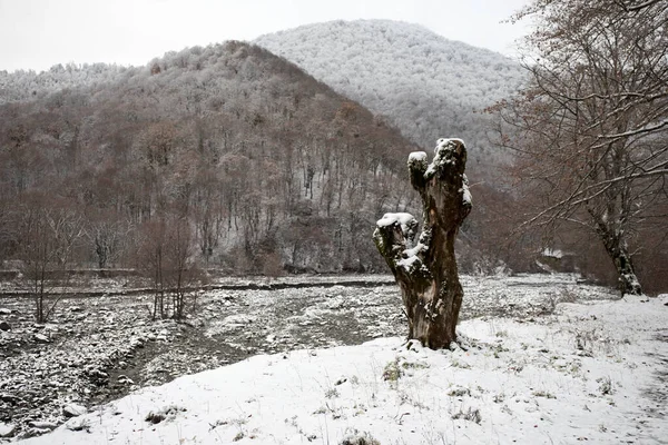 Dağlardaki kış ağaçları taze karla kaplıdır. Ağaç dallarının karla kaplı olduğu güzel bir manzara. Kafkasya 'daki dağ yolunda. Azerbaycan