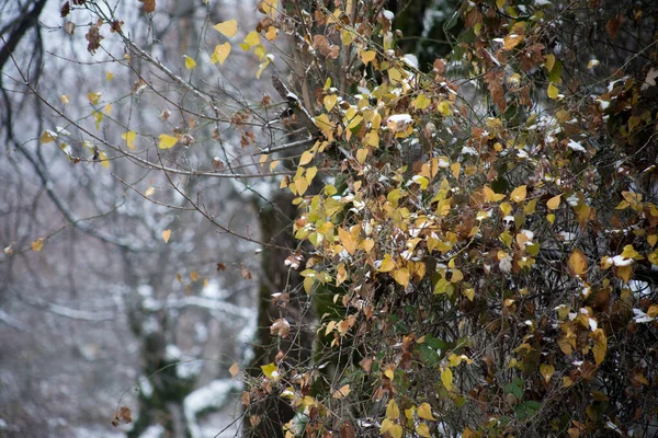 Winter Trees Mountains Covered Fresh Snow Yellow Red Autumn Leaves — Stock Photo, Image