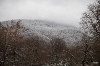 Dağlardaki kış ağaçları taze karla kaplıdır. Karla kaplı ağaç dallarıyla güzel sisli bir manzara. Kafkasya 'daki dağ yolunda. Azerbaycan