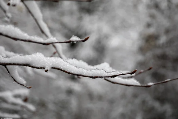 新鮮な雪で覆われた山の中で冬の木 雪に覆われた閉鎖木の枝 コーカサスの山岳道路 アゼルバイジャン — ストック写真