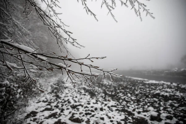 高山上的冬树 覆盖着新鲜的雪 多雾的美丽风景 树枝被雪覆盖 高加索的山路 阿塞拜疆 — 图库照片
