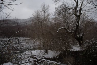 Dağlardaki kış ağaçları taze karla kaplıdır. Ağaç dallarının karla kaplı olduğu güzel bir manzara. Kafkasya 'daki dağ yolunda. Azerbaycan