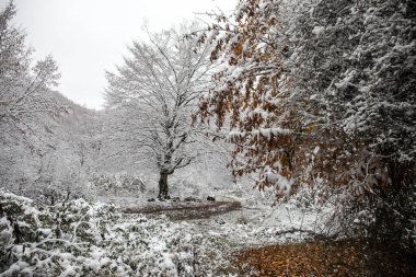 Dağlardaki kış ağaçları taze karla kaplıdır. Sarı ve kırmızı sonbahar yaprakları karla kaplı. Kafkasya 'daki dağ yolunda. Azerbaycan