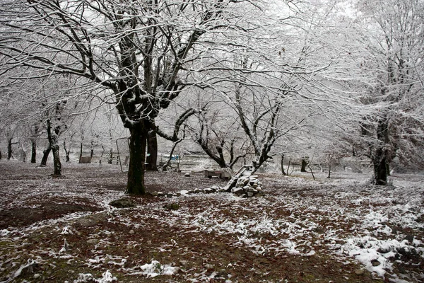 Árvores Inverno Montanhas Cobertas Neve Fresca Bela Paisagem Com Ramos — Fotografia de Stock