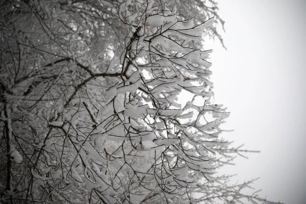 Vinterträd Berg Täckta Med Nysnö Vackert Dimmigt Landskap Med Grenar — Stockfoto