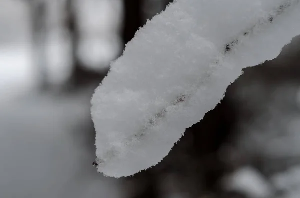 Zimowe Drzewa Górach Pokryte Świeżym Śniegiem Zbliżenie Gałęzie Drzewa Pokryte — Zdjęcie stockowe