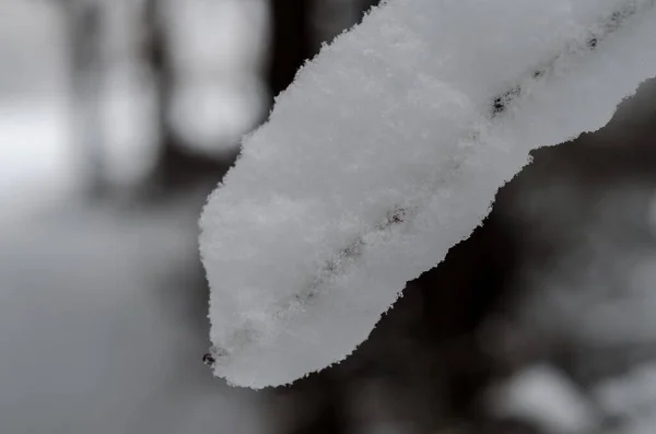 新鮮な雪で覆われた山の中で冬の木 雪に覆われた閉鎖木の枝 コーカサスの山岳道路 アゼルバイジャン — ストック写真