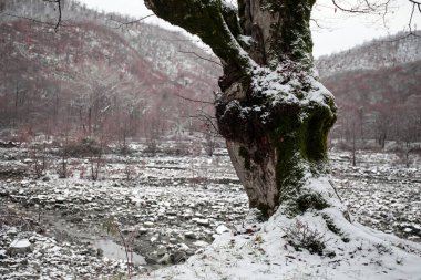Dağlardaki kış ağaçları taze karla kaplıdır. Ağaç dallarının karla kaplı olduğu güzel bir manzara. Kafkasya 'daki dağ yolunda. Azerbaycan
