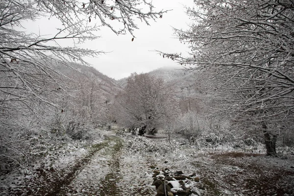 Winter Trees Mountains Covered Fresh Snow Beautiful Landscape Branches Trees — Stock Photo, Image