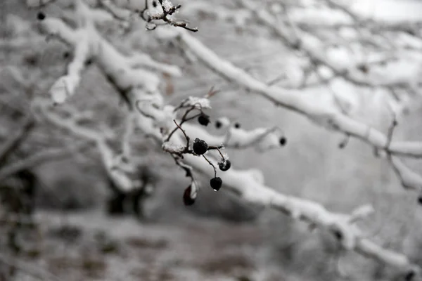高山上的冬树 覆盖着新鲜的雪 被雪覆盖的乔木树枝 高加索的山路 阿塞拜疆 — 图库照片