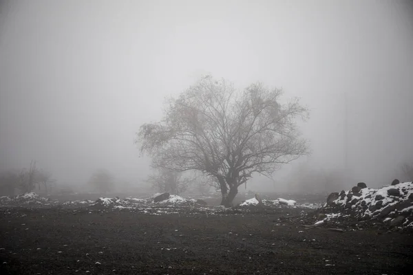 Zimní Stromy Horách Pokryté Čerstvým Sněhem Krásná Mlhavá Krajina Větvemi — Stock fotografie