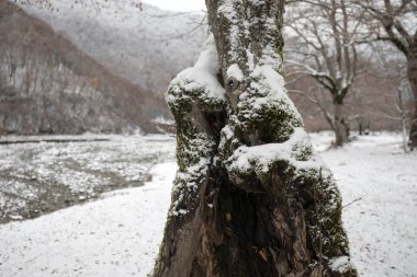 Dağlardaki kış ağaçları taze karla kaplıdır. Ağaç dallarının karla kaplı olduğu güzel bir manzara. Kafkasya 'daki dağ yolunda. Azerbaycan