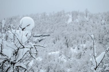 Dağlardaki kış ağaçları taze karla kaplıdır. Karla kaplı ağaç dallarıyla güzel sisli bir manzara. Kafkasya 'daki dağ yolunda. Azerbaycan