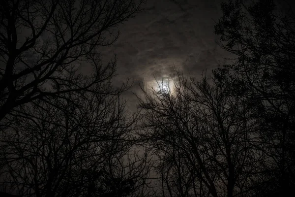 Bulan Purnama Langit Mendung Terlihat Melalui Cabang Cabang Pohon Malam — Stok Foto