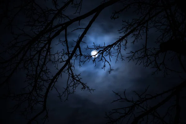 Pełnia Księżyca Pochmurnym Niebie Widziana Nocą Przez Gałęzie Drzew Skupienie — Zdjęcie stockowe