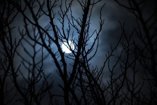 Lua Cheia Céu Nublado Visto Através Ramos Árvores Noite Foco — Fotografia de Stock