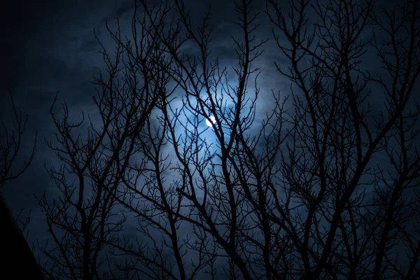 Luna Plină Cerul Înnorat Văzută Prin Ramuri Copaci Noaptea Focalizare — Fotografie, imagine de stoc