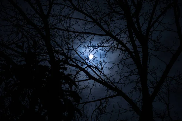 Luna Llena Cielo Nublado Visto Través Ramas Árboles Por Noche — Foto de Stock