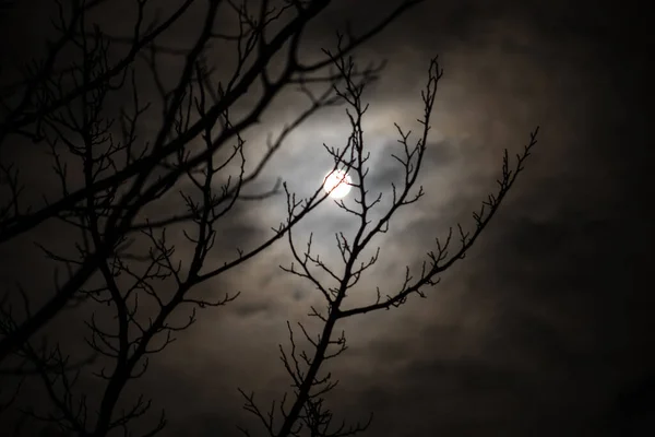 Luna Plină Cerul Înnorat Văzută Prin Ramuri Copaci Noaptea Focalizare — Fotografie, imagine de stoc