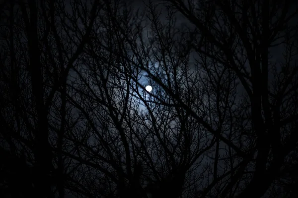 Bulan Purnama Langit Mendung Terlihat Melalui Cabang Cabang Pohon Malam — Stok Foto