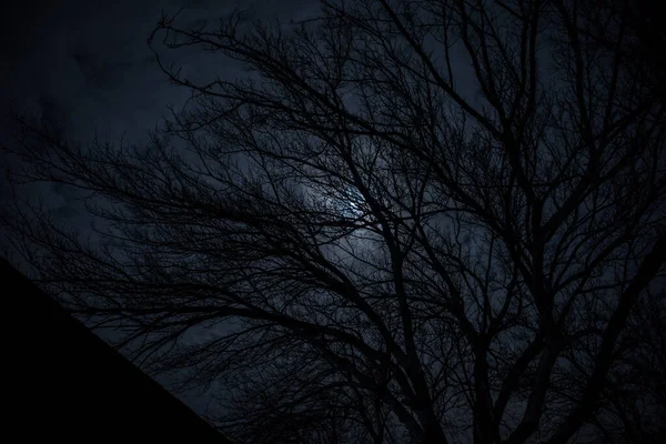 Luna Llena Cielo Nublado Visto Través Ramas Árboles Por Noche —  Fotos de Stock