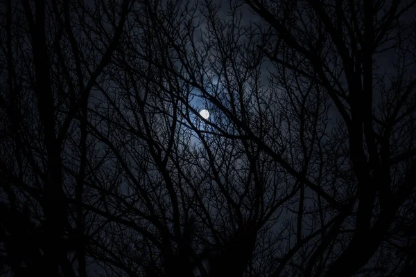 Lua Cheia Céu Nublado Visto Através Ramos Árvores Noite Foco — Fotografia de Stock