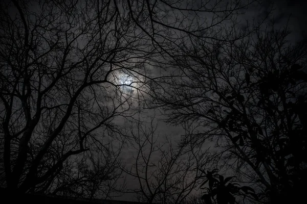 Полная Луна Облачном Небе Видна Сквозь Ветви Деревьев Ночью Селективный — стоковое фото