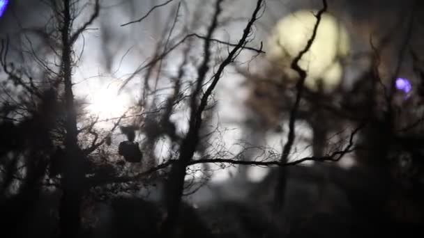 Ürkütücü Karanlık Manzara Sisli Bir Gecede Bataklıktaki Ağaç Siluetlerini Gösteriyor — Stok video