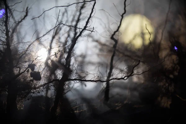 Espeluznante Paisaje Oscuro Que Muestra Siluetas Árboles Pantano Noche Brumosa — Foto de Stock