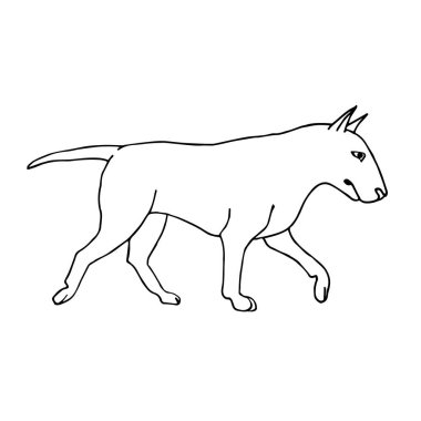 Vektör el çizimi. Beyaz arka planda izole edilmiş boğa teriyeri çizimi.