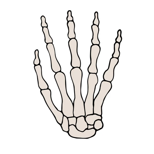 Vector Mão Desenhado Doodle Esboço Colorido Esqueleto Mão Isolada Fundo — Vetor de Stock