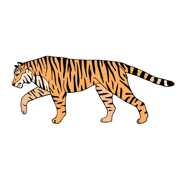 Croquis Vectoriel Dessiné Main Tigre Coloré Isolé Sur Fond Blanc — Image vectorielle