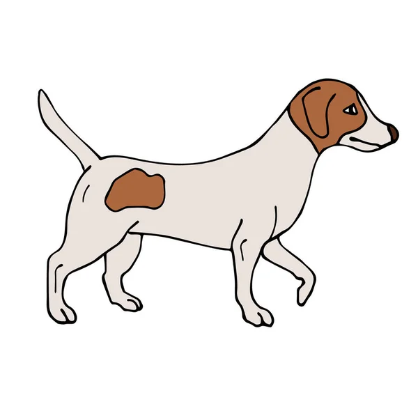 Vector hand getekend gekleurde Jack Russell Terrier hond — Stockvector