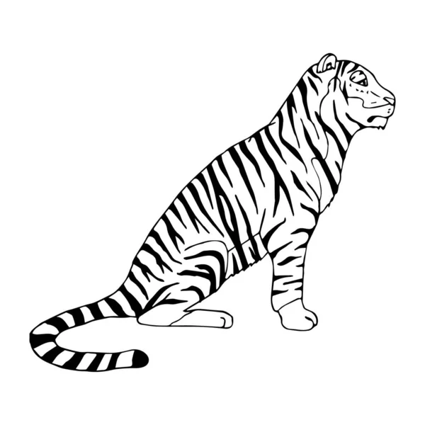 Векторный Ручной Рисунок Рисунка Тигра Белом Фоне — стоковый вектор