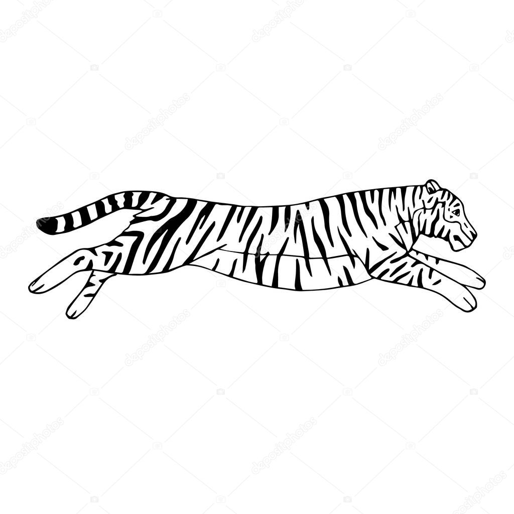 Vector hand drawn doodle sketch jumping tiger isolated on white background