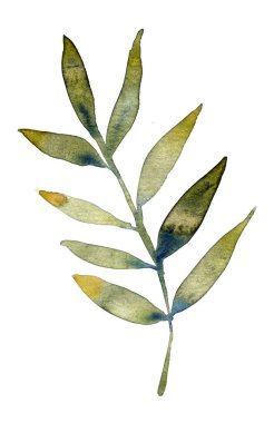 Suluboya zarif bir dal. Elle boyanmış resim