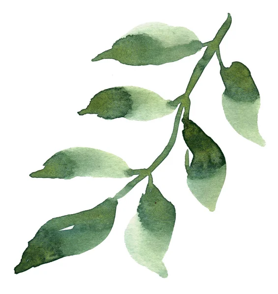 Ramo verde aquarela. Ilustração pintada à mão — Fotografia de Stock