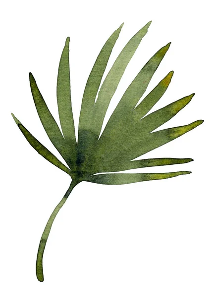 Watercolor palm leaf. Hand painted illustration — Stock Photo, Image