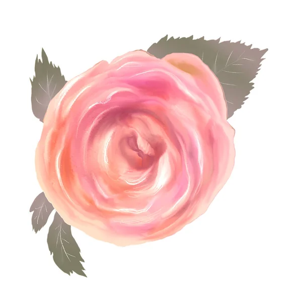Rose rose peinture illustration. Art numérique. — Photo