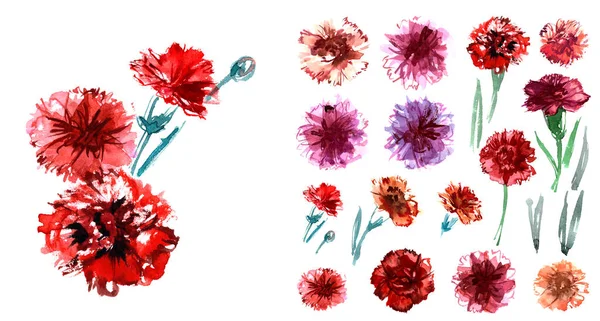 Carnations. Watercolor floral elements for design of greeting cards, invitations — Stockfoto