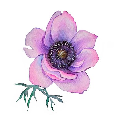 Anemone. Hand painted loral illustration for invitation, greeting card