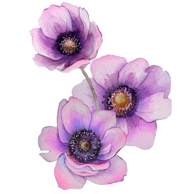 Anemone. Hand painted loral illustration for invitation, greeting card