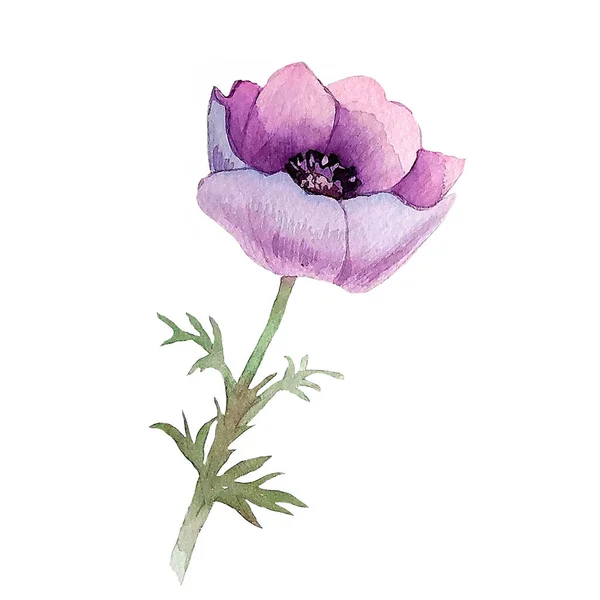 Anemone. Hand painted loral illustration for invitation, greeting card Лицензионные Стоковые Изображения