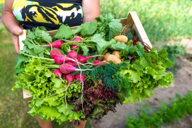 Bahçede sebze topluyorum. Taze biçilmiş yapraklı sebzeli çiftçi, organik tarım konsepti.