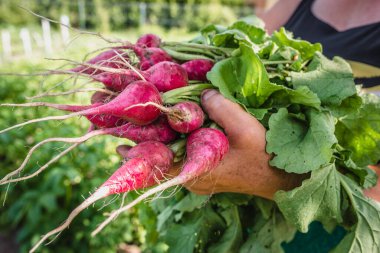 Bahçede turp hasat ediyorum. Taze biçilmiş sebzeli çiftçi, organik tarım kavramı.