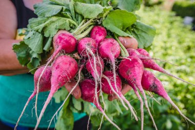 Bahçede turp hasat ediyorum. Taze biçilmiş sebzeli çiftçi, organik tarım kavramı.
